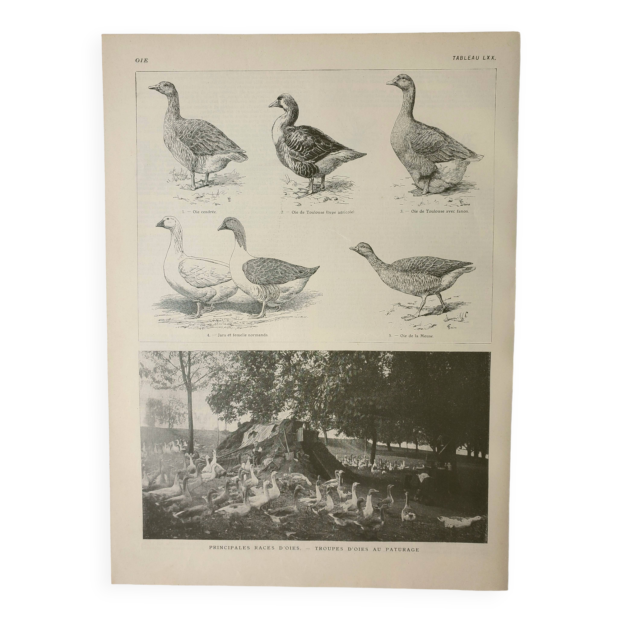 Antique engraving 1922, Goose, Gander, breeds, pasture, farm • Lithograph, original illustration