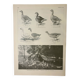 Antique engraving 1922, Goose, Gander, breeds, pasture, farm • Lithograph, original illustration