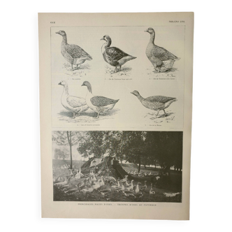 Antique engraving 1922, Goose, Gander, breeds, pasture, farm • Lithograph, original illustration