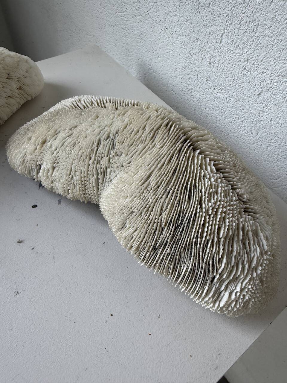 Pair of Fungia "shark cushion" corals