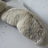 Pair of Fungia "shark cushion" corals