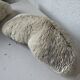 Paire de corail Fungia « coussin de requin »