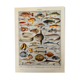 Lithographie gravure sur les poissons de 1928