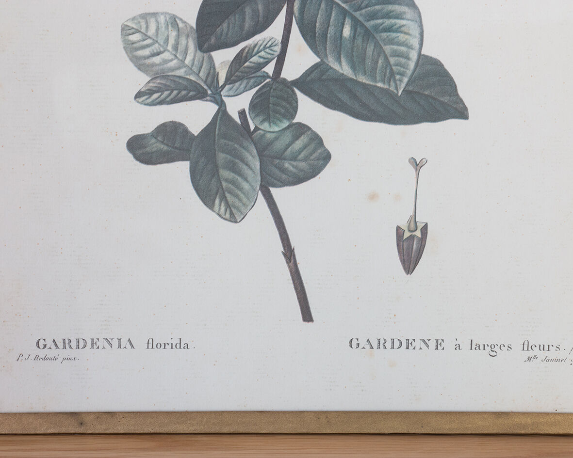Planche de botanique "Gardenia Florida"