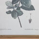 Planche de botanique "Gardenia Florida"