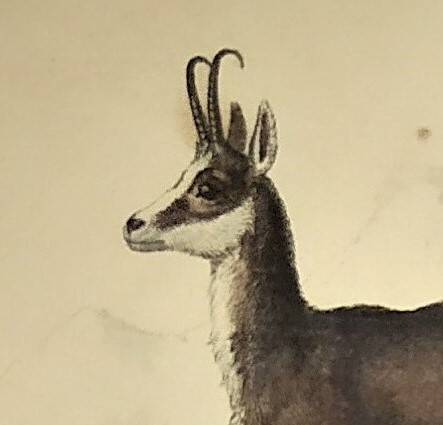 Ornithological Plate Buffon 1838 "Chamois, Musk & Gazelle"
