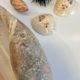 Collection de coquillages