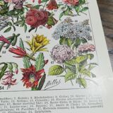 Lithograph on flowers from 1928 "rose bushes"