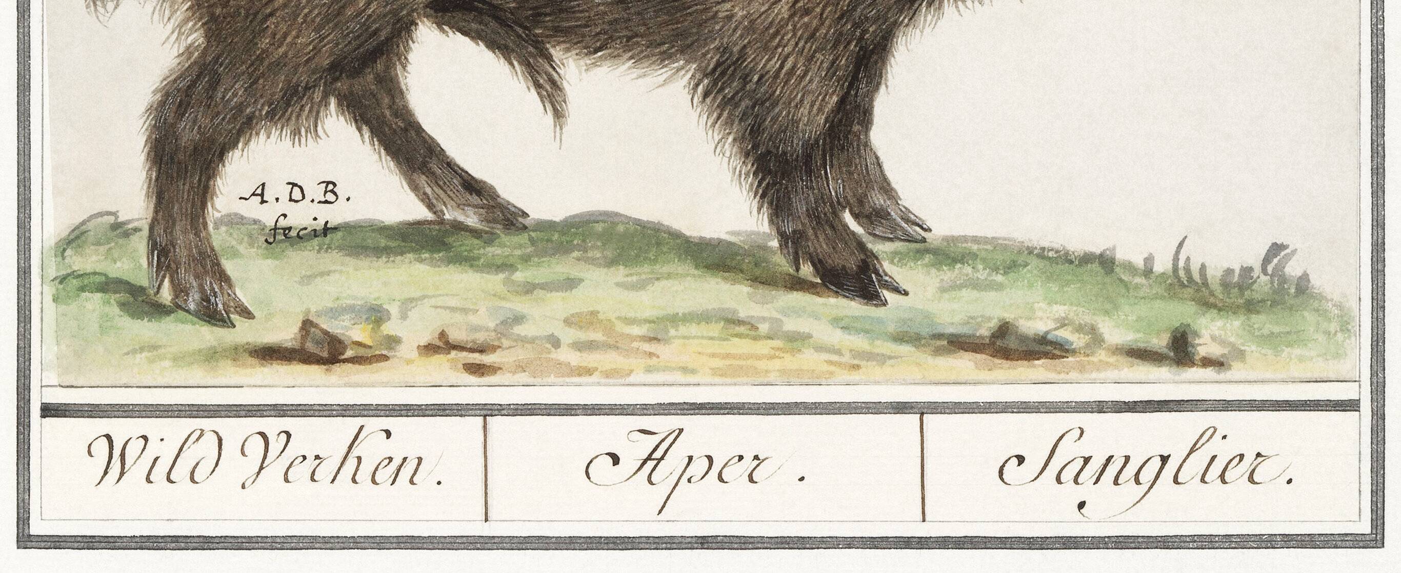 Small poster about wild boar, after an old engraving from 1610.