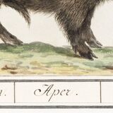 Small poster about wild boar, after an old engraving from 1610.