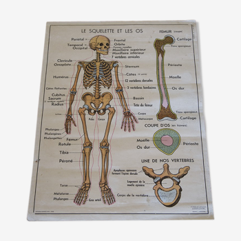 Rossignol school poster the skeleton and bones