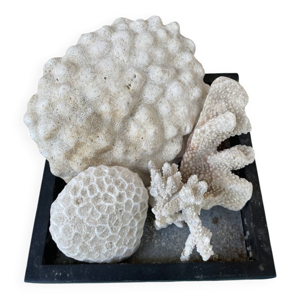 Magnifique Lot de Coraux Blancs Naturels – Cabinet de Curiosités & Déc