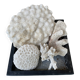 Magnificent Set of Natural White Corals – Curiosity Cabinet & Décor