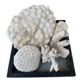 Magnifique Lot de Coraux Blancs Naturels – Cabinet de Curiosités & Déc