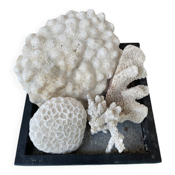 Magnificent Set of Natural White Corals – Curiosity Cabinet & Décor