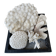 Magnificent Set of Natural White Corals – Curiosity Cabinet & Décor