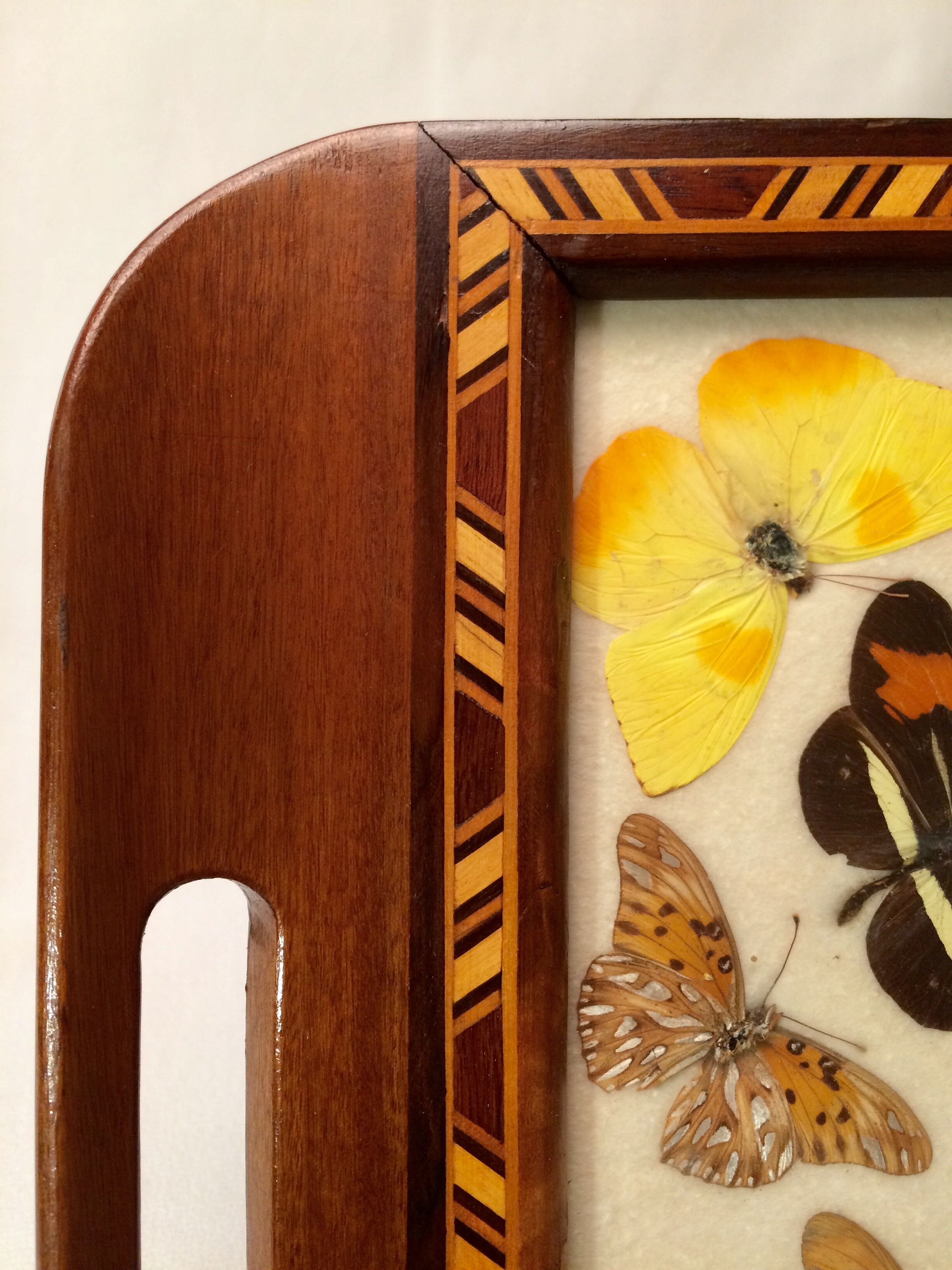 Real butterfly tray, 1940s