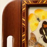 Real butterfly tray, 1940s