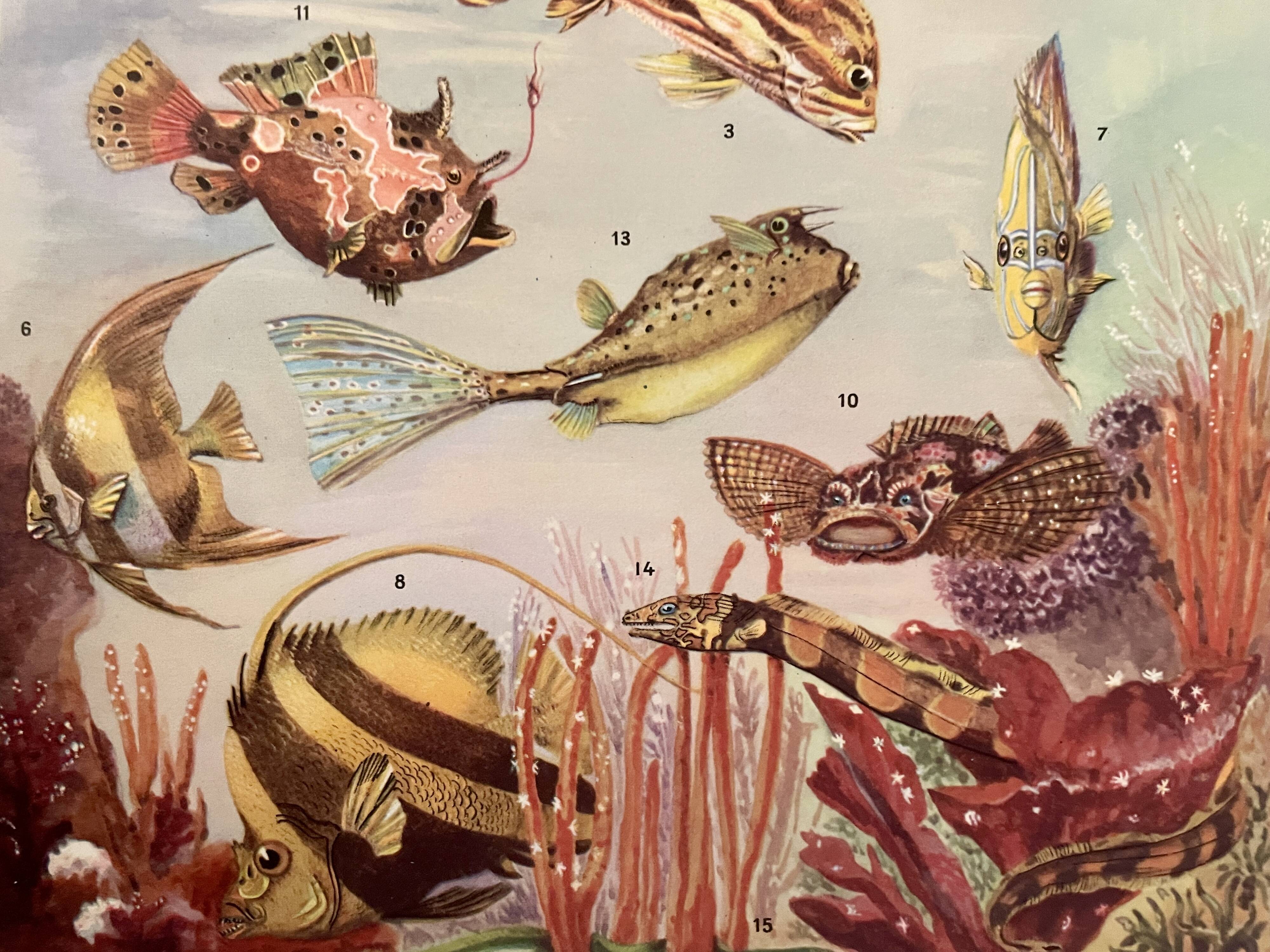 Illustrated plate of coral reef fish – 1950