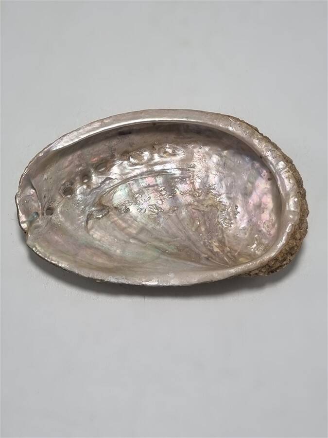 Shell-shaped catchall