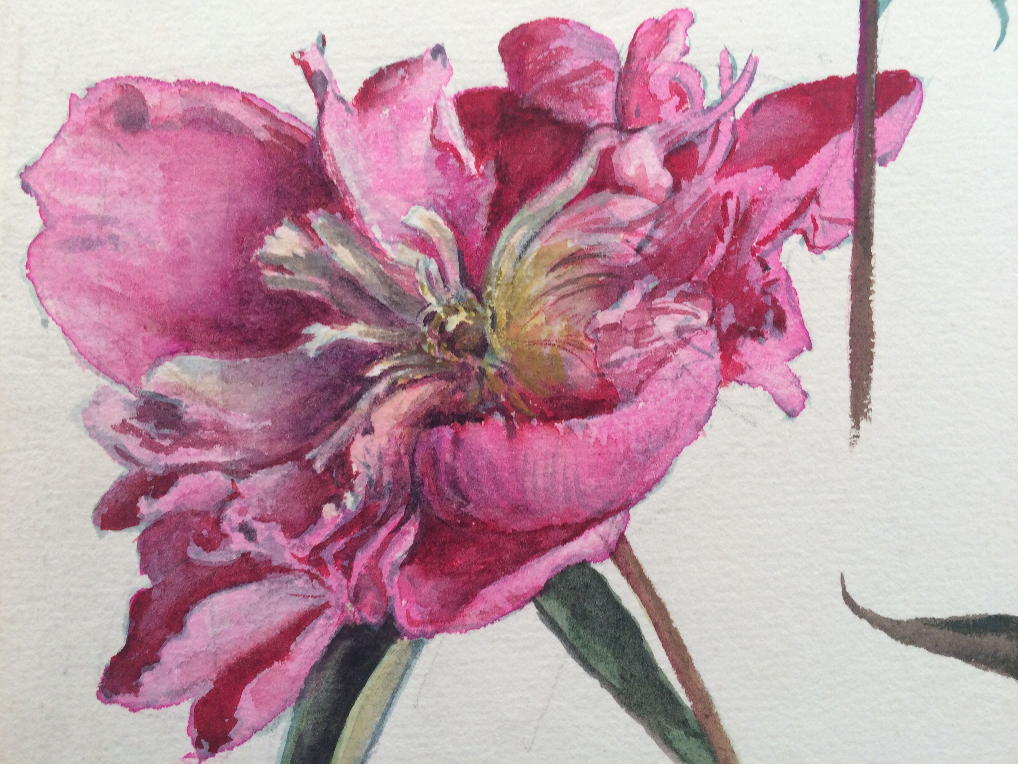 Peony study, black pencil and watercolor on paper