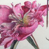 Peony study, black pencil and watercolor on paper