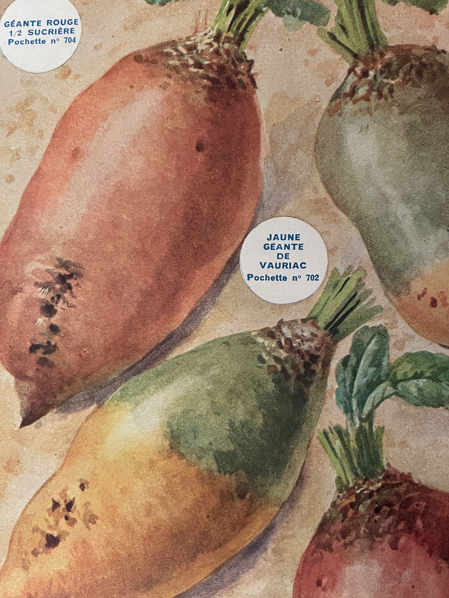 Ancienne illustration sur les betteraves et les haricots - 1930