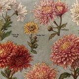 Lithograph on chrysanthemum flowers - 1920