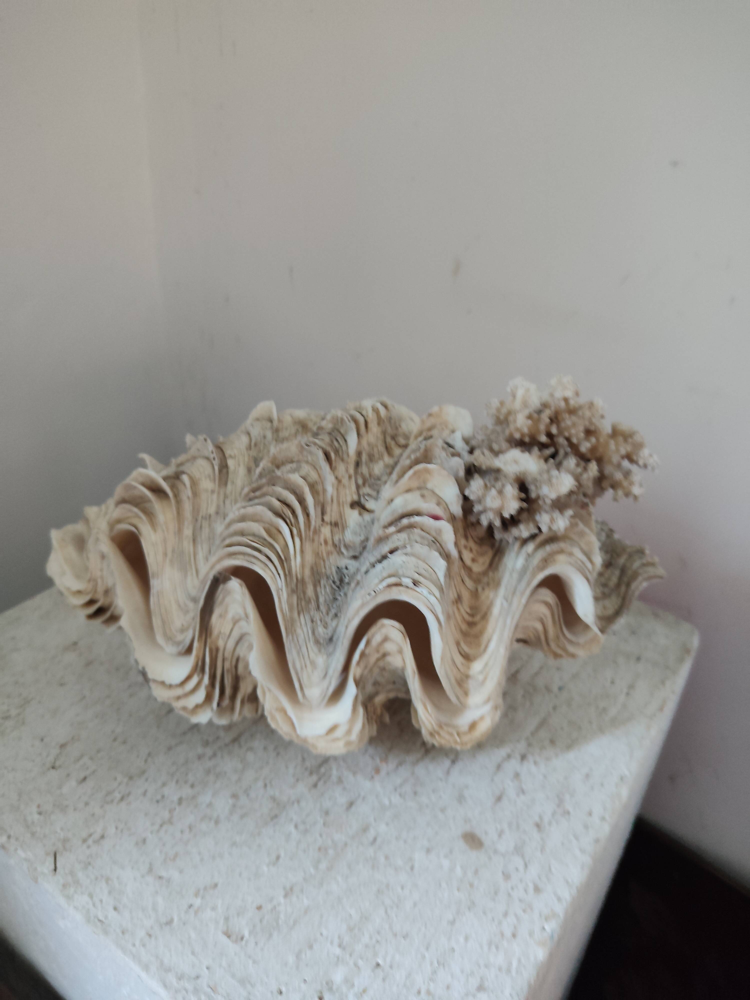 Ancient coral scallop shell