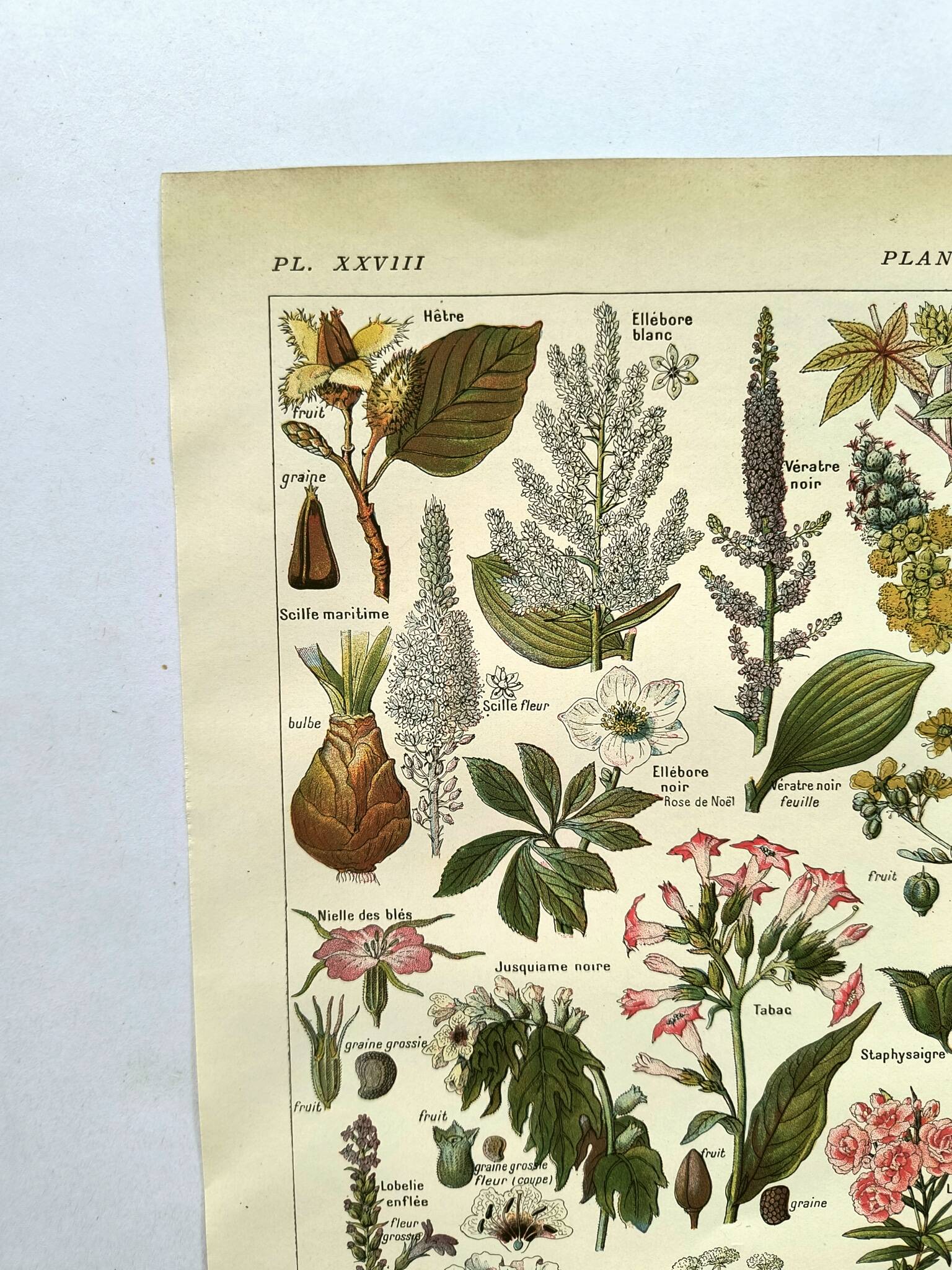 Gravure vintage de 1925 • Plantes dangereuses (2)• Planche ancienne nature