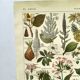 Gravure vintage de 1925 • Plantes dangereuses (2)• Planche ancienne nature