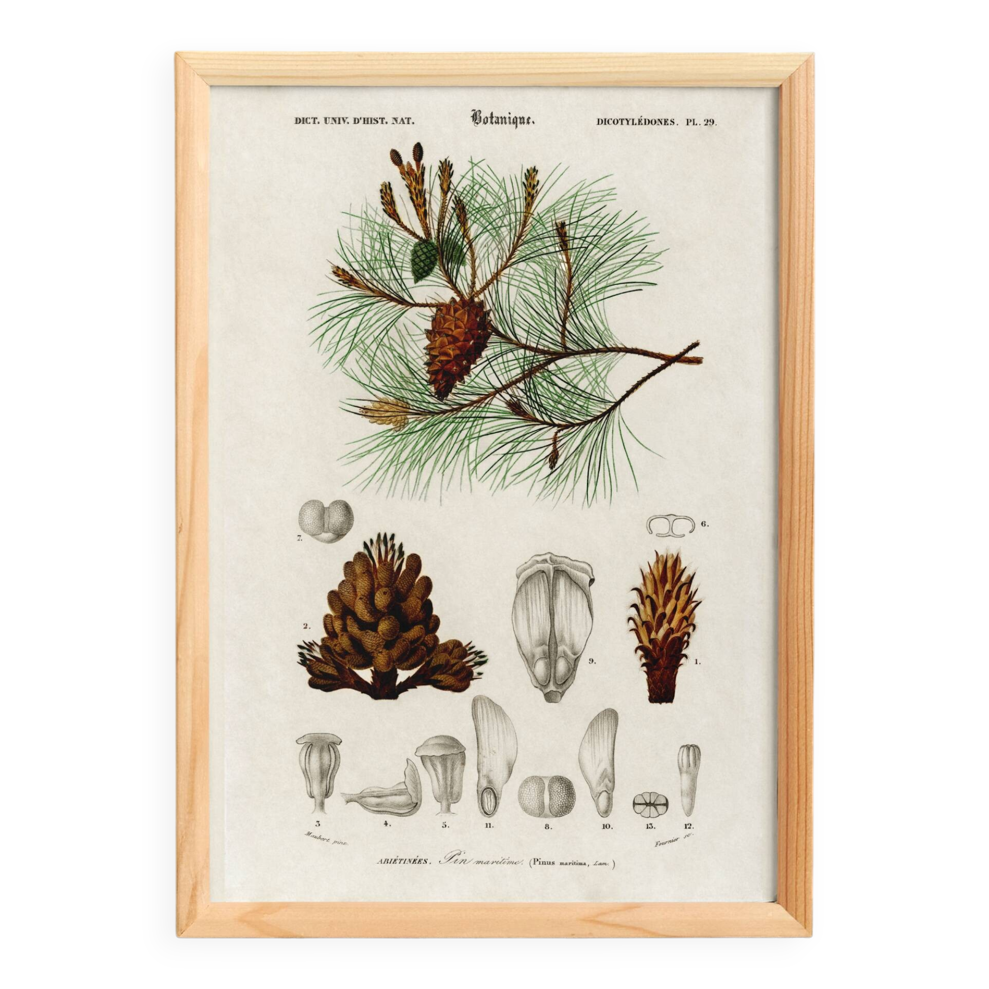 Poster about the maritime pine, based on an old engraving from 1849.