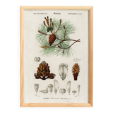 Poster about the maritime pine, based on an old engraving from 1849.