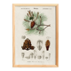 Poster about the maritime pine, based on an old engraving from 1849.