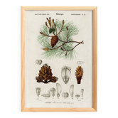 Affiche sur le pin maritime, d’après une gravure ancienne de 1849.
