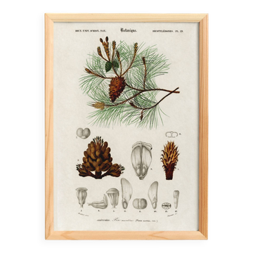 Poster about the maritime pine, based on an old engraving from 1849.