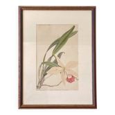 Old lithograph Orchid under glass wall decoration painting
