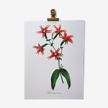 Elegant silene botanical flower plank