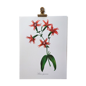 Elegant silene botanical flower plank