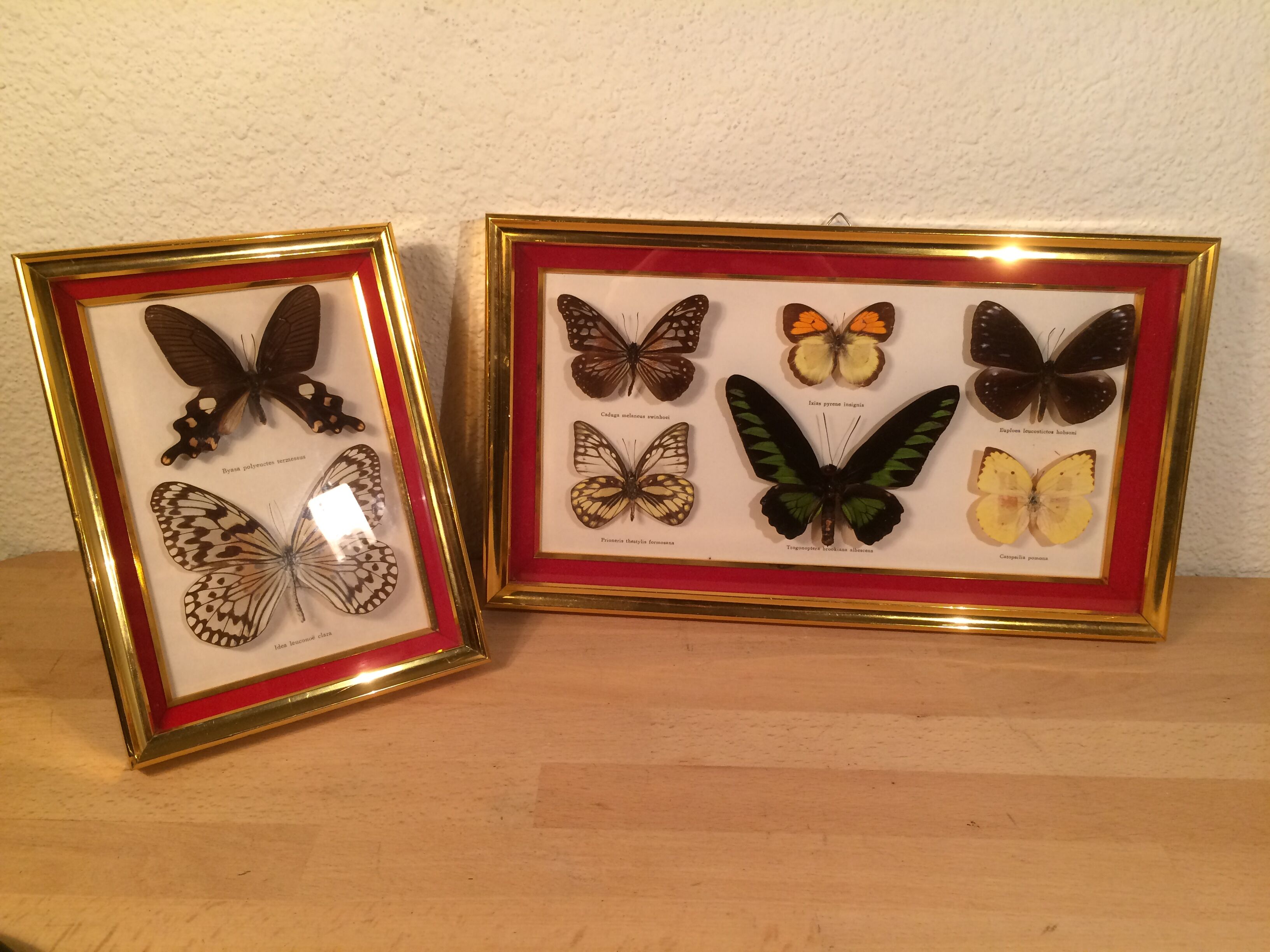 Pair of naturalized butterfly frames