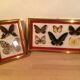 Pair of naturalized butterfly frames