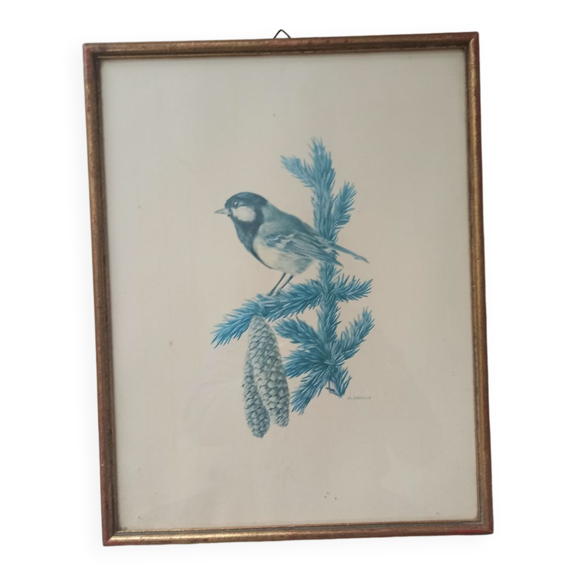 Blue tit in charcoal on board under glass, signed