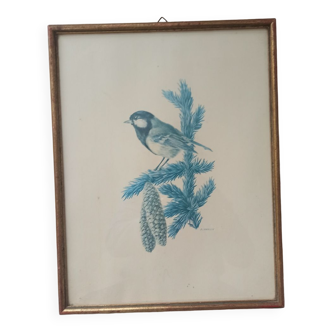 Blue tit in charcoal on board under glass, signed
