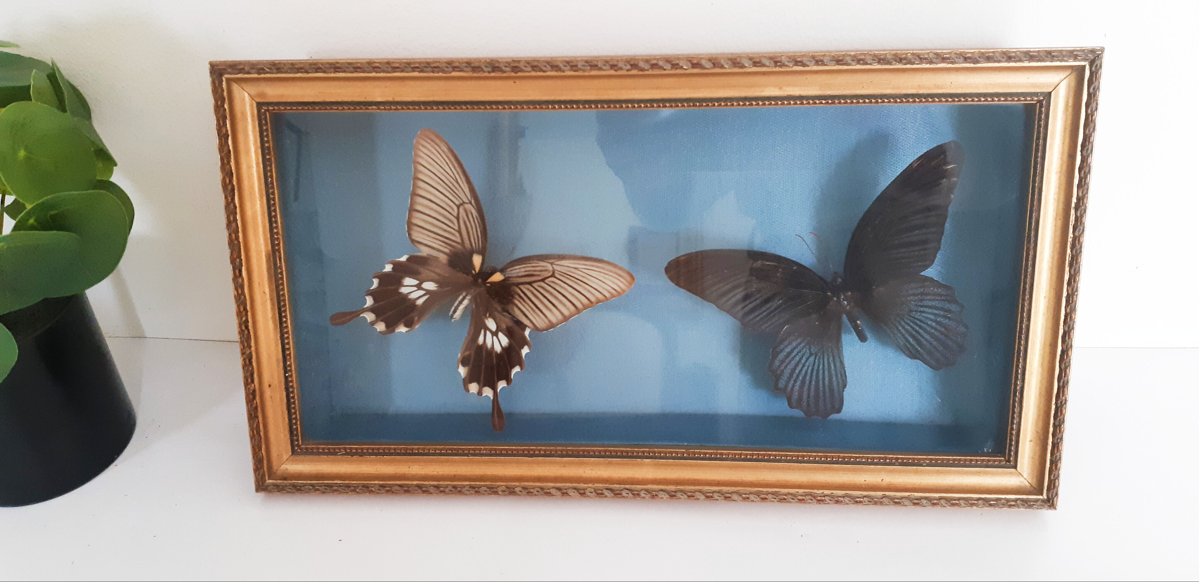 Butterflies naturalized under glass