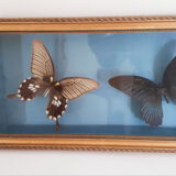 Butterflies naturalized under glass