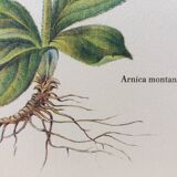 Planche botanique Arnica