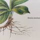 Arnica botanical plank