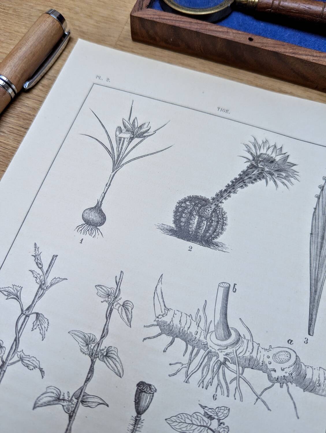 Vintage botanical plate printed in 1889, the stems.
