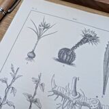 Planche botanique imprimée en 1889, les tiges