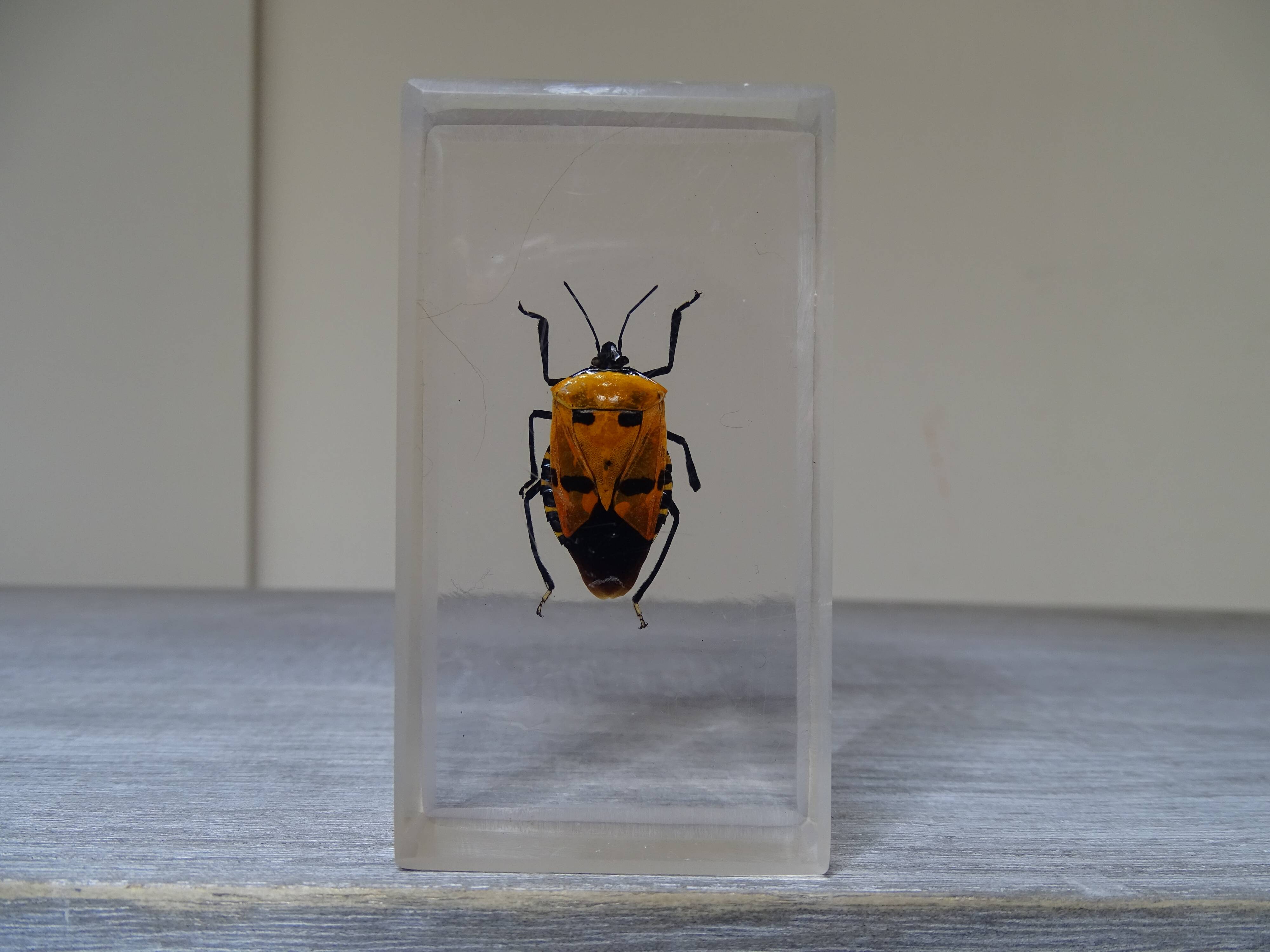 Lot 3 insectes sous inclusions résines vintage